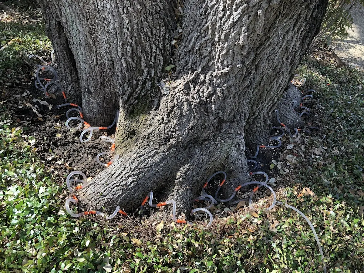 Detailed Tree Cabling and Bracing job site in Philipsburg
